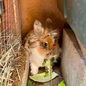 Adopter Robinson