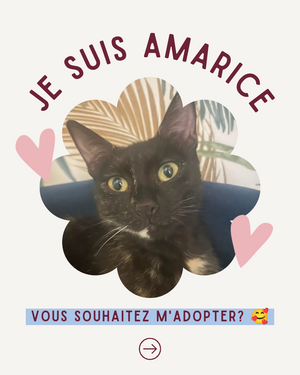 Adopter Amarice