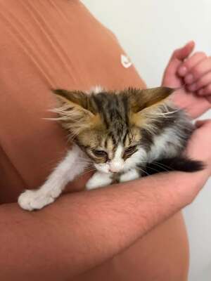 Adopter Surya