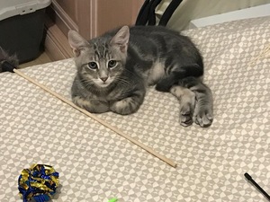 Adopter  Billy