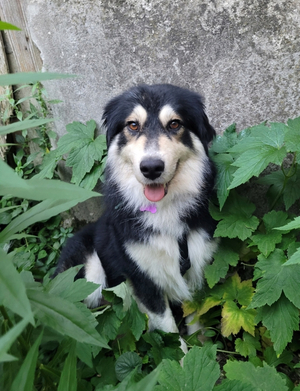 Adopter Nyssen