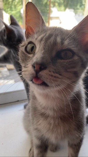 Adopter CALLAS