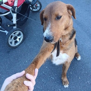 Adopter THULITA