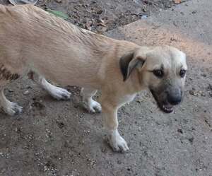 Adopter Pampa
