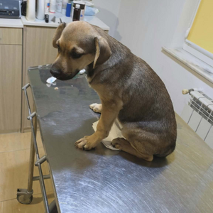 Adopter Mario