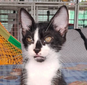 Adopter Bianca