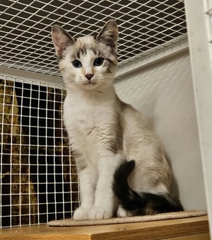 Adopter Bijou