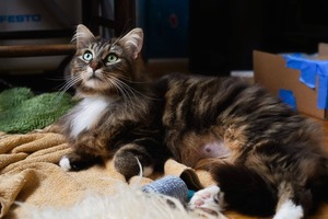 Adopter Mira