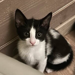 Adopter Bounty**