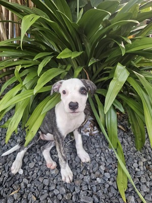 Adopter Tequila