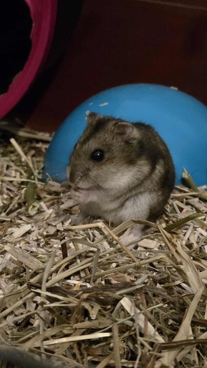 Adopter Pawmi