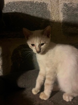 Adopter Nacre