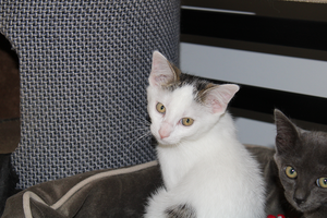 Adopter Bobby