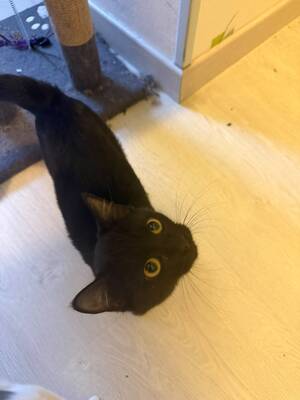 Adopter Beryl