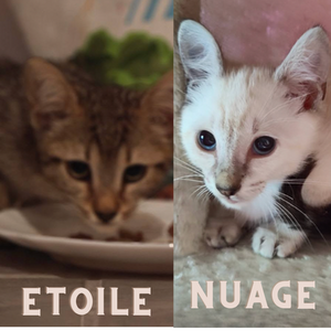 Adopter ETOILE ET NUAGE 