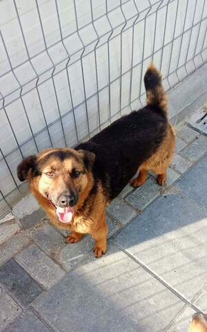 Adopter Camilio