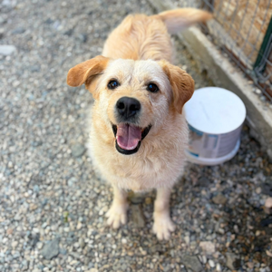 Adopter BLONDI