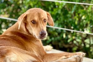 Adopter GINGER