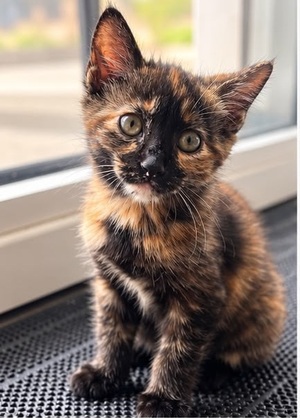 Adopter Cookie