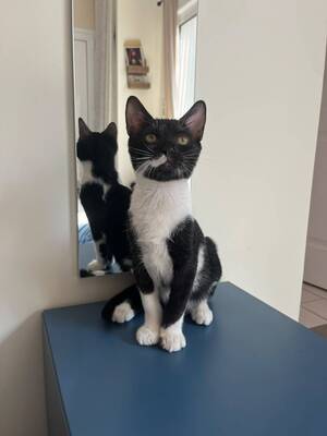 Adopter Suly