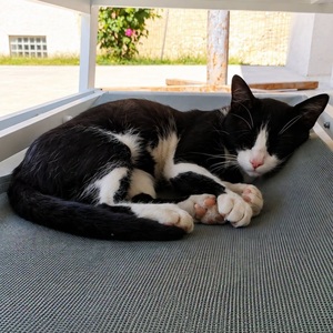 Adopter GASTON