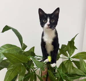 Adopter Chihiro 