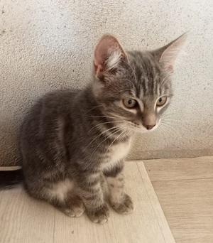 Adopter BAYA
