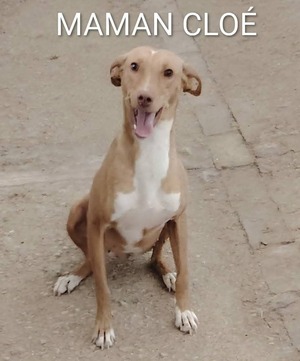 Adopter Cloe