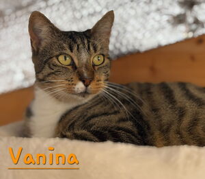 Adopter Vanina