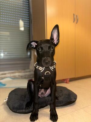 Adopter Brownie 