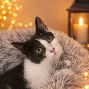 Adopter Bélize 