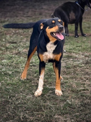 Adopter Fidji