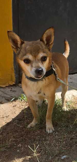 Adopter Ziro