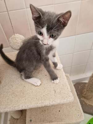Adopter César