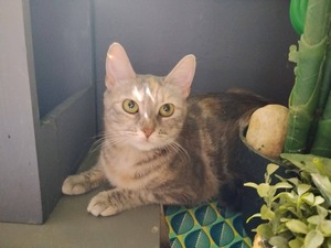 Adopter Souham