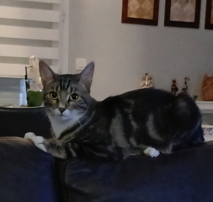 Adopter Athos