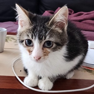 Adopter Litchi 
