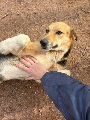 Adopter Biggy