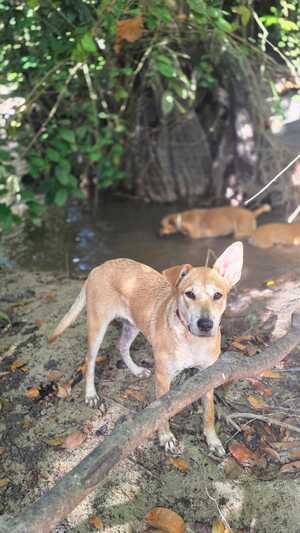 Adopter Maïdo