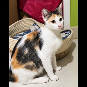 Adopter DUCHESSE