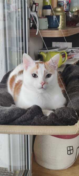 Adopter Hugin