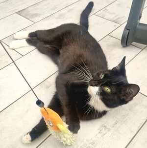 Adopter Adéna