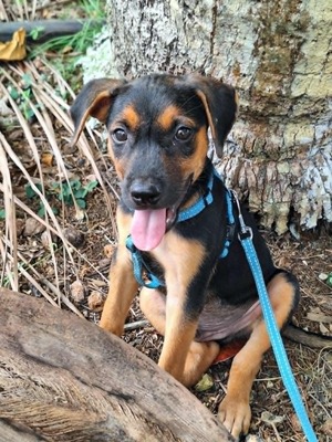 Adopter PEPITO