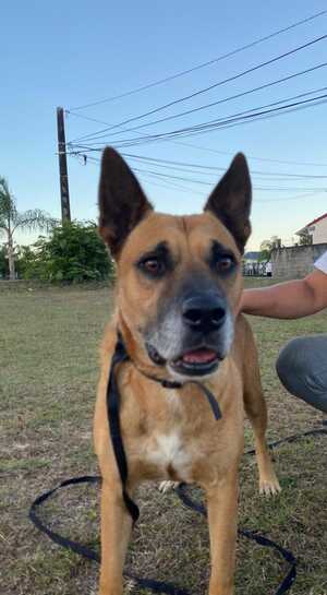 Adopter OKI