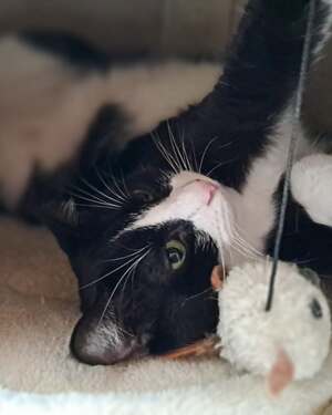 Adopter Oreo