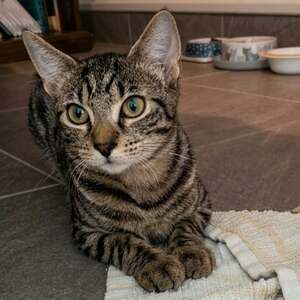 Adopter Belette
