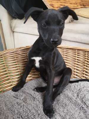 Adopter Symi