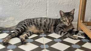 Adopter PEGGY