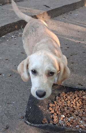 Adopter Crème