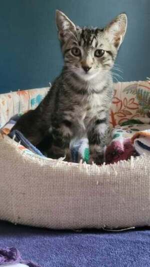 Adopter Bart